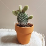 선인장, 화분, 식물, 아기자기, 귀여움, 사진,이미지,일러스트,캘리그라피 - Nnoori036작가 크라우드픽 - 저작권 걱정 없는 상업용 이미지