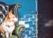 강아지, 개, 멍멍이, 웰시코기, 행복 사진, 이미지 - cutibboy작가 가장 한국적인 스톡 사진 - 크라우드픽