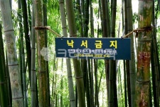 낙서, 금지, 낙서금지, 대나무, 대밭, 사진,이미지,일러스트,캘리그라피 - 고향집작가 크라우드픽 - 저작권 걱정 없는 상업용 이미지