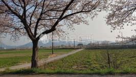 나무줄기, tree, 나무, 벚꽃, 도로, 사진,이미지,일러스트,캘리그라피 - kch06작가 크라우드픽 - 저작권 걱정 없는 상업용 이미지