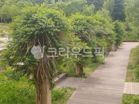 공원, park, 야외, outdoors, 숲, 사진,이미지,일러스트,캘리그라피 - 메로틱작가 크라우드픽 - 저작권 걱정 없는 상업용 이미지