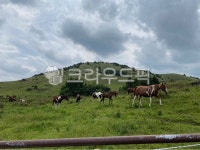 farm, field, 필드, nature, 자연, 사진,이미지,일러스트,캘리그라피 - 미니민민작가 크라우드픽 - 저작권 걱정 없는 상업용 이미지