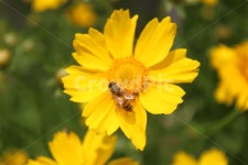 노란꽃, yellow, flower, 노란색, 벌, 사진,이미지,일러스트,캘리그라피 - chaly작가 크라우드픽 - 저작권 걱정 없는 상업용 이미지