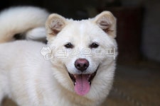 진돗개, 개, 동물, 백구, 진도견, 사진,이미지,일러스트,캘리그라피 - 포토비작가 크라우드픽 - 저작권 걱정 없는 상업용 이미지