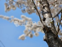 tree, 나무, flower, 꽃, treetrunk, 사진,이미지,일러스트,캘리그라피 - 재밍작가 크라우드픽 - 저작권 걱정 없는 상업용 이미지