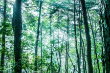 숲, 나무, 힐링, forest, tree, 사진,이미지,일러스트,캘리그라피 - Lemuel작가 크라우드픽 - 저작권 걱정 없는 상업용 이미지