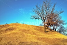 나무, 몽촌토성, 토성, 잠실, 잔듸, 사진,이미지,일러스트,캘리그라피 - Deep bLUE작가 크라우드픽 - 저작권 걱정 없는 상업용 이미지