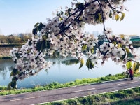 꽃, 봄꽃, 감성, 안산천, 따뜻함, 사진,이미지,일러스트,캘리그라피 - 참된작가 크라우드픽 - 저작권 걱정 없는 상업용 이미지