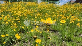 농장, 옥외, farm, outdoors, 자연, 사진,이미지,일러스트,캘리그라피 - 태화강올챙이작가 크라우드픽 - 저작권 걱정 없는 상업용 이미지