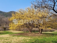 tree, 나무, plant, 식물, 산수유, 사진,이미지,일러스트,캘리그라피 - siddhartha작가 크라우드픽 - 저작권 걱정 없는 상업용 이미지