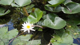 연꽃, 꽃, 연잎, 자연, lotus, 사진,이미지,일러스트,캘리그라피 - note57작가 크라우드픽 - 저작권 걱정 없는 상업용 이미지