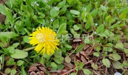 풍경, 꽃, 민들레, 봄, 민들레꽃, 사진,이미지,일러스트,캘리그라피 - Ggongs작가 크라우드픽 - 저작권 걱정 없는 상업용 이미지