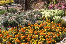 가을, 꽃, 화원, 정원, 꽃밭, 사진,이미지,일러스트,캘리그라피 - H2080작가 크라우드픽 - 저작권 걱정 없는 상업용 이미지