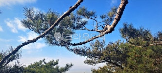 나무줄기, treetrunk, summer, 소나무, tree, 사진,이미지,일러스트,캘리그라피 - 아름다운세상이여영원하라작가 크라우드픽 - 저작권 걱정... 