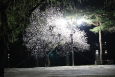 벚꽃, 풍경, 꽃, 밤의꽃, 나무, 사진,이미지,일러스트,캘리그라피 - banhari작가 크라우드픽 - 저작권 걱정 없는 상업용 이미지