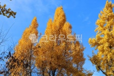 나무, 은행나무, 식물, 낙엽, 단풍, 사진,이미지,일러스트,캘리그라피 - 청랑작가 크라우드픽 - 저작권 걱정 없는 상업용 이미지