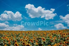 구름, 하늘, 해바라기동산, 목장, 해바라기, 사진,이미지,일러스트,캘리그라피 - Solw Graphy작가 크라우드픽 - 저작권 걱정 없는 상업용 이미지