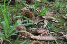 fruit, 과일, 밤, 열매, 밤송이, 사진,이미지,일러스트,캘리그라피 - 스틴작가 크라우드픽 - 저작권 걱정 없는 상업용 이미지