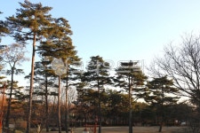 나무, 소나무, 식물, 상록수, 키큰나무, 사진,이미지,일러스트,캘리그라피 - 청랑작가 크라우드픽 - 저작권 걱정 없는 상업용 이미지