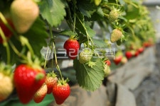 딸기, fruit, strawberry, 과일, 겨울과일, 사진,이미지,일러스트,캘리그라피 - mirupick작가 크라우드픽 - 저작권 걱정 없는 상업용 이미지