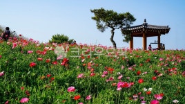 정자, 동산, 꽃, 꽃동산, 파고라, 사진,이미지,일러스트,캘리그라피 - 서은작가 크라우드픽 - 저작권 걱정 없는 상업용 이미지