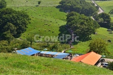대관령, 양떼목장, 대관령양떼목장, grassland, 목초지, 사진,이미지,일러스트,캘리그라피 - 영산공작가 크라우드픽 - 저작권 걱정 없는 상업용... 