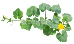 plant, leaf, 표주박, 식물, 꽃, 사진,이미지,일러스트,캘리그라피 - makeupjoung작가 크라우드픽 - 저작권 걱정 없는 상업용 이미지