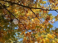 leaf, 잎, plant, 식물, tree, 사진,이미지,일러스트,캘리그라피 - boki84작가 크라우드픽 - 저작권 걱정 없는 상업용 이미지