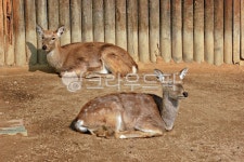 공원, 어린이대공원, 동물원, 동물, 포유류, 사진,이미지,일러스트,캘리그라피 - imlover작가 크라우드픽 - 저작권 걱정 없는 상업용 이미지