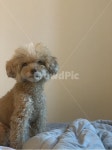 푸들, 강아지, 귀여움, poodle, puppy, 사진,이미지,일러스트,캘리그라피 - 김태봉쓰작가 크라우드픽 - 저작권 걱정 없는 상업용 이미지