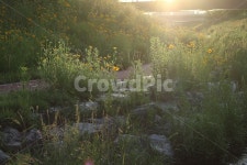 금계국, 햇살, 빛, 아침, 풍경, 사진,이미지,일러스트,캘리그라피 - 은하수작가 크라우드픽 - 저작권 걱정 없는 상업용 이미지