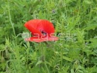 양귀비꽃, 물의정원, flower, 꽃, blossom, 사진,이미지,일러스트,캘리그라피 - MacYoo작가 크라우드픽 - 저작권 걱정 없는 상업용 이미지