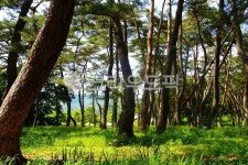 소나무, pine, 소나무숲, pineforest, 식물, 사진,이미지,일러스트,캘리그라피 - cyber7069작가 크라우드픽 - 저작권 걱정 없는 상업용 이미지