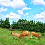 초원, 풍경, 소, 하늘, landscape, 사진,이미지,일러스트,캘리그라피 - 또미작가 크라우드픽 - 저작권 걱정 없는 상업용 이미지