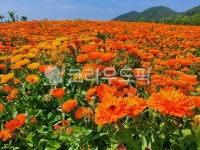 금잔화, 진도지산면, 꽃, flower, 풍경, 사진,이미지,일러스트,캘리그라피 - 우짜고야작가 크라우드픽 - 저작권 걱정 없는 상업용 이미지