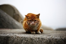 고양이, 냥이, cat, 캣, 고냥이, 사진,이미지,일러스트,캘리그라피 - 술마시는 육식동물작가 크라우드픽 - 저작권 걱정 없는 상업용 이미지