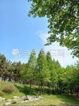 하늘, 파란하늘, 공원, 산책로, 숲, 사진,이미지,일러스트,캘리그라피 - 행복바라갱작가 크라우드픽 - 저작권 걱정 없는 상업용 이미지