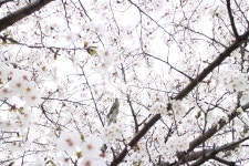 봄, 벚꽃, 봄꽃, 벚꽃놀이, 벚꽃축제, 사진,이미지,일러스트,캘리그라피 - Njoser1992작가 크라우드픽 - 저작권 걱정 없는 상업용 이미지