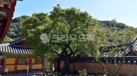 장성백양사고불매, 천연기념물제486호, 전남, 장성, 홍매, 사진,이미지,일러스트,캘리그라피 - 행복신작가 크라우드픽 - 저작권 걱정 없는 상업용... 