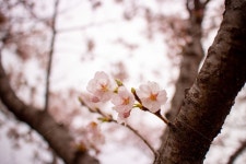 벚꽃, cherryblossoms, 봄, spring, 꽃, 사진,이미지,일러스트,캘리그라피 - 단비 Danbi작가 크라우드픽 - 저작권 걱정 없는 상업용 이미지