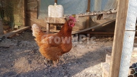 치킨, 닭, 새, 농장, 암탉, 사진,이미지,일러스트,캘리그라피 - Ndannycho93작가 크라우드픽 - 저작권 걱정 없는 상업용 이미지