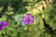 식물, flower, 꽃, purple, 보라, 사진,이미지,일러스트,캘리그라피 - 헝그리작가작가 크라우드픽 - 저작권 걱정 없는 상업용 이미지