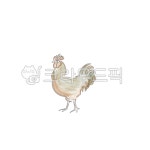 닭, 치킨, 닭일러스트, 새, chicken, 사진,이미지,일러스트,캘리그라피 - 송평지작가 크라우드픽 - 저작권 걱정 없는 상업용 이미지