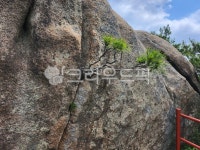 바위, 작은소나무, 자연, nature, 산, 사진,이미지,일러스트,캘리그라피 - bonseokgu작가 크라우드픽 - 저작권 걱정 없는 상업용 이미지