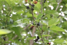 식물, 오디, 과실, 건강과일, odi, 사진,이미지,일러스트,캘리그라피 - bedro작가 크라우드픽 - 저작권 걱정 없는 상업용 이미지