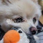 animal, 동물, dog, 개, mammal, 사진,이미지,일러스트,캘리그라피 - leejh100407작가 크라우드픽 - 저작권 걱정 없는 상업용 이미지