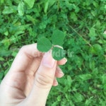 세잎클로버, 클로버, clover, threeleafclover, 잎, 사진,이미지,일러스트,캘리그라피 - boyeomi작가 크라우드픽 - 저작권 걱정 없는... 