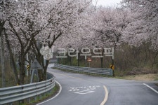 벚꽃길, 벚꽃, 꽃길, 벚나무, cherryblossom, 사진,이미지,일러스트,캘리그라피 - Nkhd0192작가 크라우드픽 - 저작권 걱정 없는 상업용 이미지