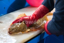 광어, 회, 수산시장, 포구, 횟집, 사진,이미지,일러스트,캘리그라피 - sinsy작가 크라우드픽 - 저작권 걱정 없는 상업용 이미지