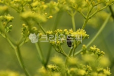 꽃, 곤충, 이슬방울, 자연, 감성, 사진,이미지,일러스트,캘리그라피 - 들꽃쑥작가 크라우드픽 - 저작권 걱정 없는 상업용 이미지